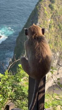 A brown monkey sits on a wooden railing overlooking a cliff by the ocean. The scene features lush greenery and a clear blue sea in the background.