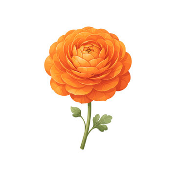 Orange ranunculus flower vector illustration isolated on white background for botanical design element