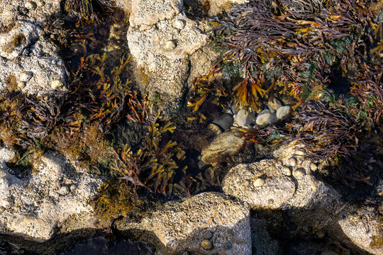 Seaweed growing in a rocky tide pool along a coastal shore