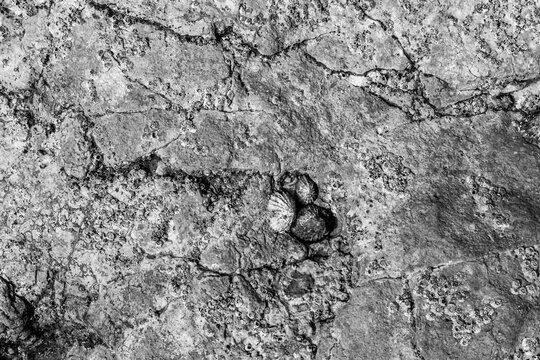 Cracked coastal rock face exposed at low tide, encrusted with barnacles and limpets clinging to the weathered stone texture in black and white
