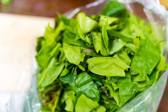 Gnetum gnemon or melinjo leaves for cooking Thai food