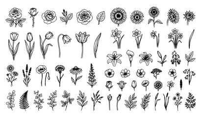 Obraz premium Hand Drawn Botanical Flowers and Garden Line Art Set