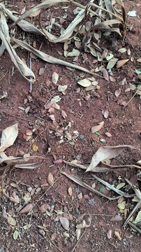 Dry fallen leaves scattered on the red clay soil ground.