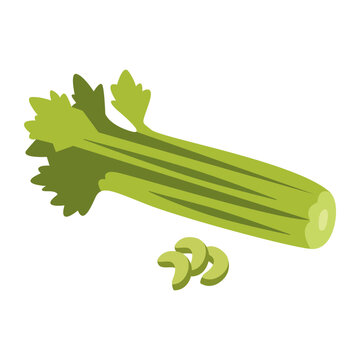 Fresh green celery stalk with detailed leaves and cut pieces in flat vector style