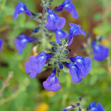 Salvia microphylla 'Victoria Blue' - Clusters of small blue-violet sage flowers, illuminated with white in the center and purple bracts, borne in pairs on erect, slightly branched grey-green stems