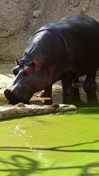Hippopotamus posing out of the water.