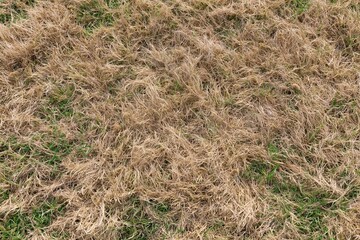 Obraz premium The Dry Grass Field With Parched Yellow Blades and Sparse Green Patches