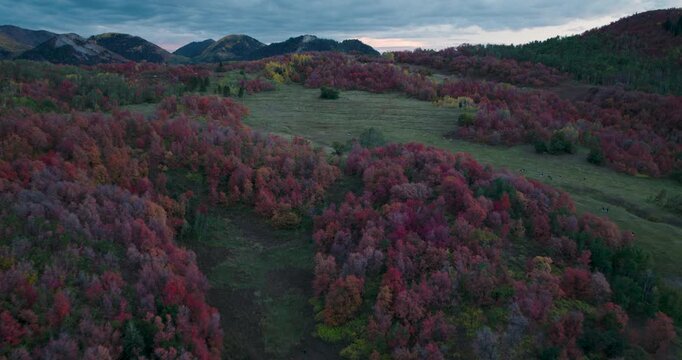 Gorgeous Autumn Trees On Rocky Mountain Hill In Utah - Aerial Shot