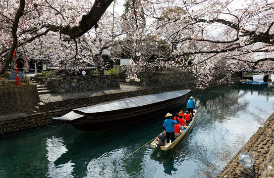 Tourists take a Hanami Boat Tour, cruising along Suimon-Gawa Canal in Ogaki (the final destination of Oku no Hosomichi), Gifu, Japan, with beautiful cherry blossom trees (Sakura) blooming by the river