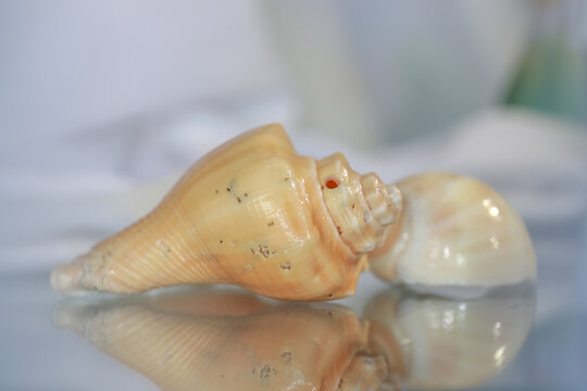 Seashell on reflective surface creating mirror image