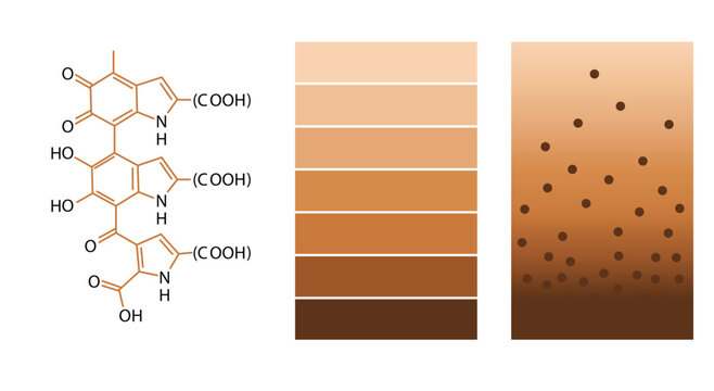 Melanin pigment chemistry with natural skin tone palette and microscopic pigment texture illustration
