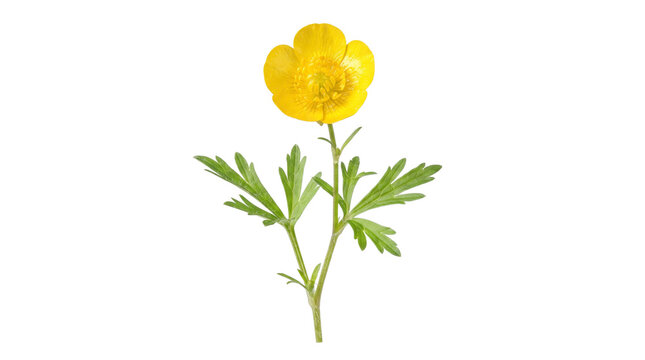 Yellow buttercup flower isolated on white background, wild creeping buttercup floral stem, botanical ranunculus element for design
