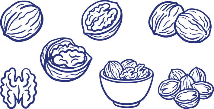 Hand drawn blue outline walnuts set featuring whole nuts kernels shells and bowl isolated on white background