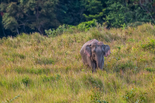 Elephants are the largest land animals, possessing long trunks, large ears, big legs, and thick yet delicate skin. Their trunks are used for breathing and for grasping food.