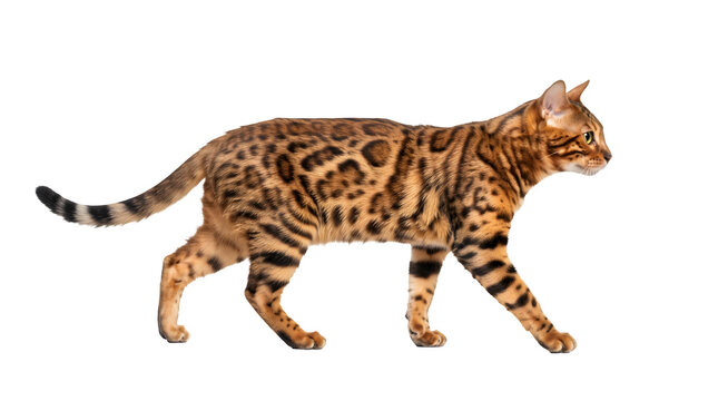 Bengal cat walking, side view, isolated on transparent background