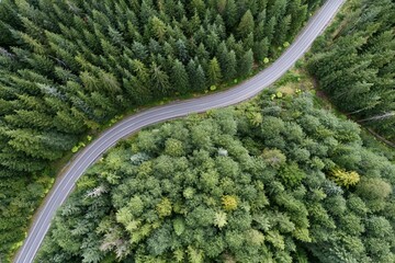 Obraz premium The Winding Forest Road Through Lush Evergreen Wilderness Capturing Serene Curves