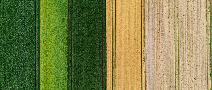 Aerial top-down view of adjacent agricultural crop fields showing green and golden strips in rural landscape
