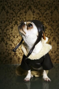 Small dog wearing a vintage pilot costume with leather cap and goggles aviation portrait fancydress wallpaper reflection roleplay character humorous costumed imagination creative accessory