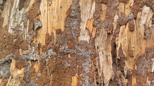Weathered damaged wood surface destroyed by termite infestation close up