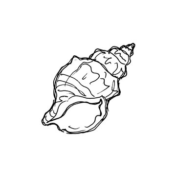 Marine seashell spiral conch sketch hand drawn black line art for nautical decorations beach themed projects marine biology studies and coastal souvenir design art.