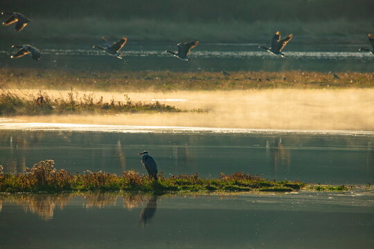 Misty morning in Seaton Wetlands, Devon