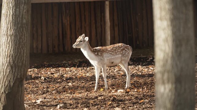 European fallow deer stands in sunlight and moves its ears and tail looking around. Young wild animal near fence close to human territory and insects flying nearby. Wildlife food plot in forest.
