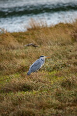 Obraz premium Grey heron in Seaton Wetlands