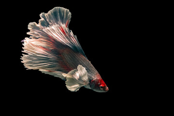 Thailand fighting fish, isolated on black background. Capture the moving moment of siamese fighting fish. © Prayad