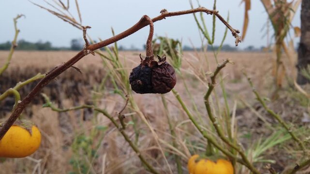Ripe yellow cherry tomato growing on wild vine with a blurred agricultural paddy field background