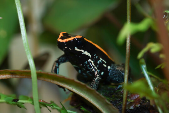 Exotic black and yellow striped Phyllobates vittatus amphibian in damp jungle habitat