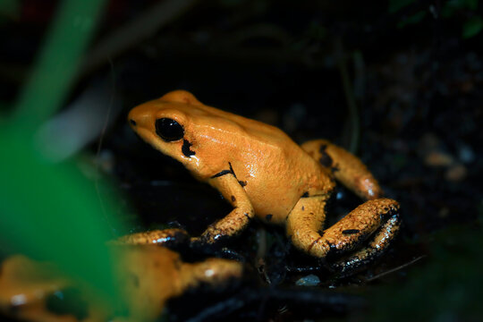 Phyllobates terribilis "golden poison frog" closeup on grass, Golden poison dart frog closeup on natural habitat