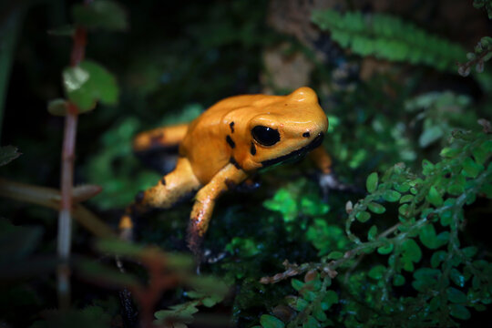 Phyllobates terribilis "golden poison frog" closeup on grass, Golden poison dart frog closeup on natural habitat