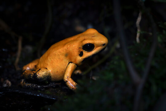 Phyllobates terribilis "golden poison frog" closeup on grass, Golden poison dart frog closeup on natural habitat