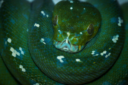 Closeup Green tree python Moreliaazurea utaraensis (lereh) on branch, Green tree python snake wrapped around a tree trunk