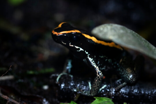 Exotic black and yellow striped Phyllobates vittatus amphibian in damp jungle habitat