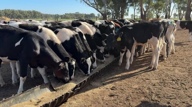 Line of young Holstein heifers eating grain from a long feed trough in a dirt paddock on an Australian dairy farm