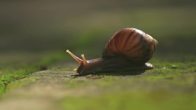 Close-up video of a garden snail moving slowly across a lush green mossy stone ledge in soft morning light
