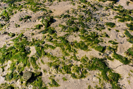 Vibrant green algae growing across wet sand and small pebbles on shoreline
