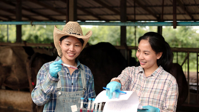 Asian female veterinarians testing blood sample tubes holding clipboard inside dairy cow barn for livestock science research, animal health check and agribusiness.