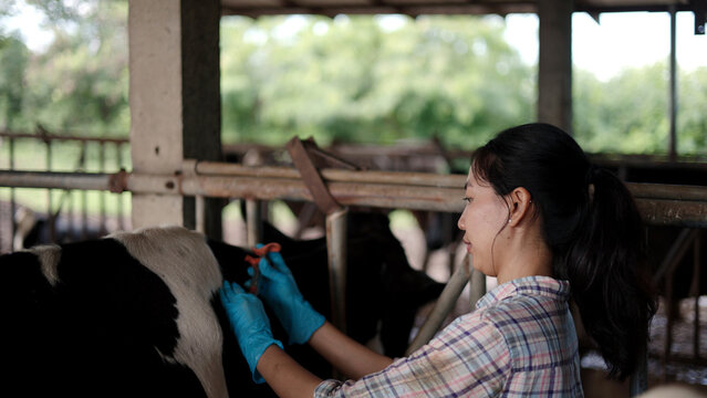 Asian female veterinarian in gloves giving injection vaccine to dairy cow inside barn for animal health care, livestock disease prevention and agribusiness.
