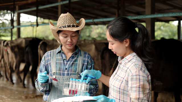 Asian female veterinarians testing blood sample tubes holding clipboard inside dairy cow barn for livestock science research, animal health check and agribusiness.