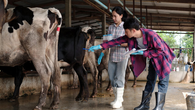 Asian male and female veterinarians in gloves testing blood samples in test tubes holding clipboard inside dairy cow barn for livestock science research.