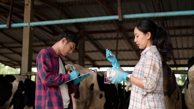 Asian male and female veterinarians in gloves testing blood samples in test tubes holding clipboard inside dairy cow barn for livestock science research.