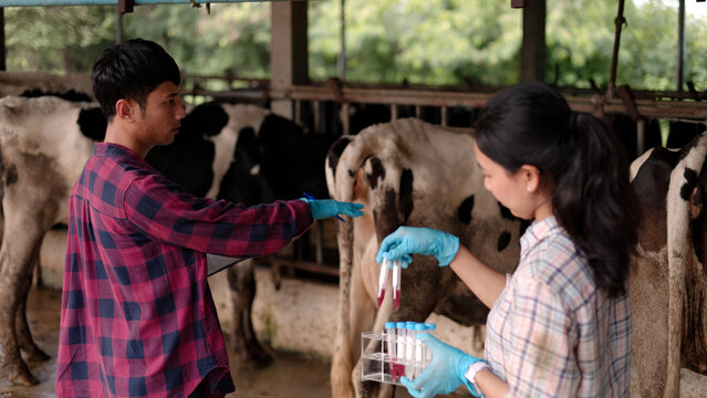 Asian male and female veterinarians in gloves testing blood samples in test tubes holding clipboard inside dairy cow barn for livestock science research.