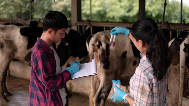 Asian male and female veterinarians in gloves testing blood samples in test tubes holding clipboard inside dairy cow barn for livestock science research.