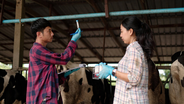 Asian male and female veterinarians in gloves testing blood samples in test tubes holding clipboard inside dairy cow barn for livestock science research.