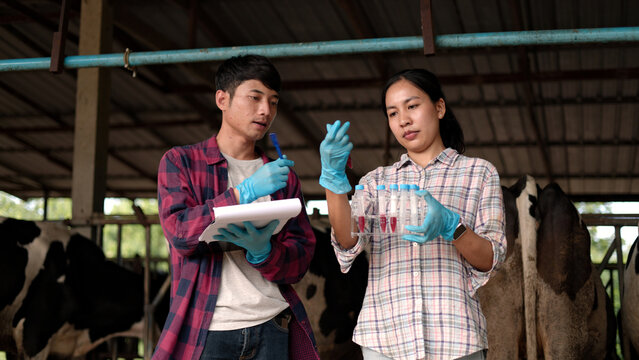 Asian male and female veterinarians in gloves testing blood samples in test tubes holding clipboard inside dairy cow barn for livestock science research.