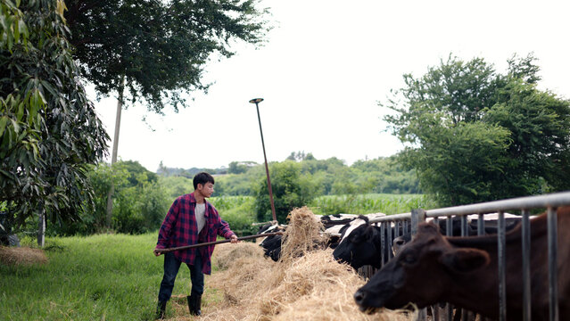 Asian male farmer using a pitchfork to move dry hay and feed dairy cows in an outdoor pen on a local livestock agricultural farm.