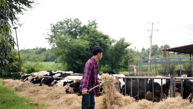 Asian male farmer using a pitchfork to move dry hay and feed dairy cows in an outdoor pen on a local livestock agricultural farm.