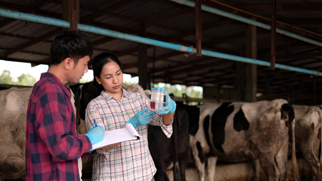 Asian male and female veterinarians in gloves testing blood samples in test tubes holding clipboard inside dairy cow barn for livestock science research.